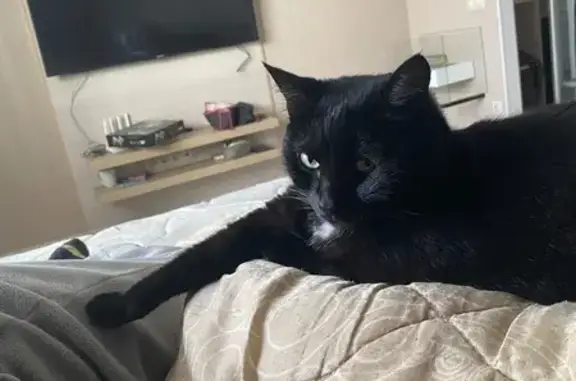 Найдена кошка, Новосибирск, фото: Кошка найдена: ул. Красина 56, Новосибирск