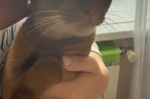 Кошка найдена у Каменного моста, Томск