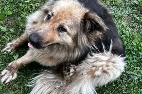 Пропала собака, МО, осторожна с людьми