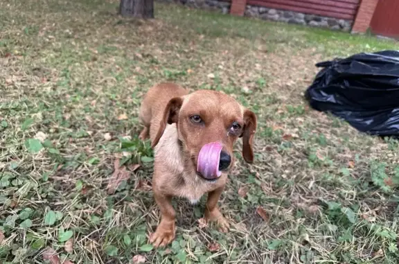 Найдена собака, , фото: Собака найдена: Набережная ул., 44, Городище
