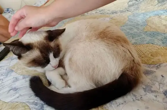 Кошки потеряшки, Санкт-Петербург, фото: Потеряшка кошка, Инженерная ул. 6, СПб