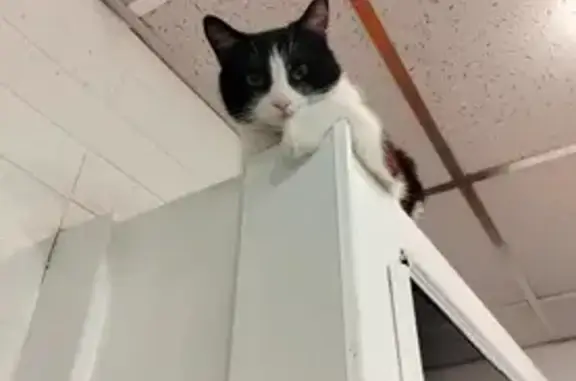 Кошки потеряшки, Ульяновск, фото: Потеряшка кошка, Шолмова 14, Ульяновск