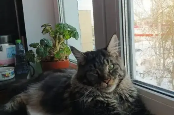 Пропала кошка, Дачная ул., Володарский округ