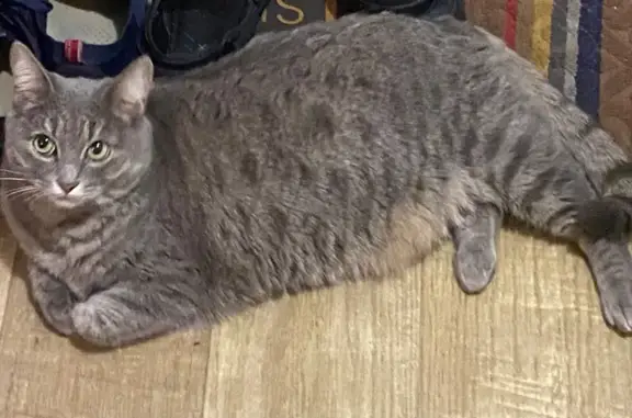 Кошки потеряшки, Щёлково, фото: Потеряшка кошка, Щёлково, пл. Ленина, 4