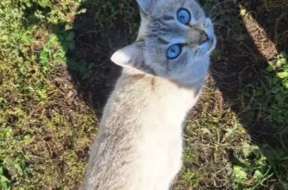 Кошка найдена, Медовая ул., 12/4, Булгаково