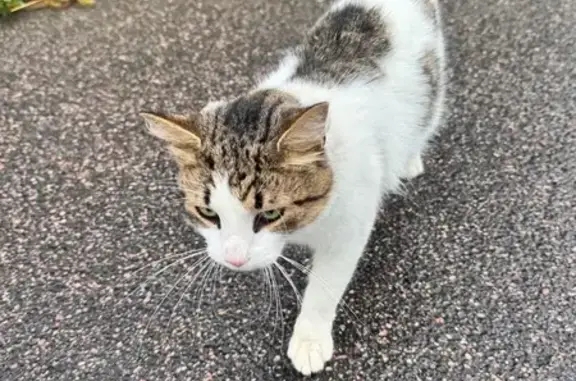 Кошка найдена, Яхтенная ул., СПб