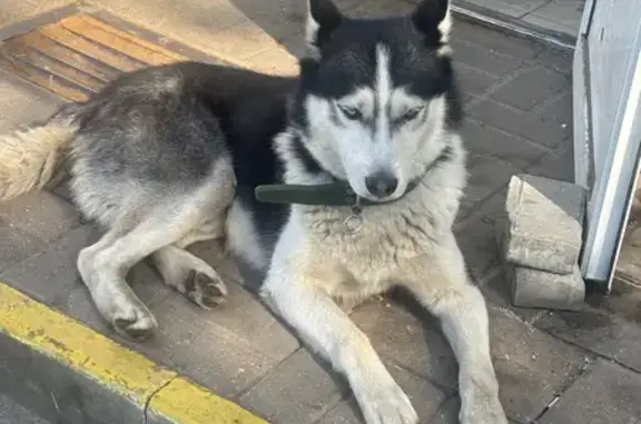 Хаски найдена у Фикс Прайса, Базарная 117А