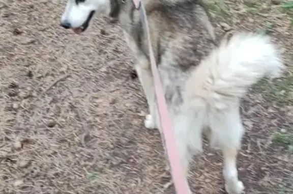 Собаки потеряшки, Миасс, фото: Потеряшка собака, ул. Готвальда, 17, Миасс