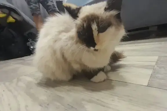 Найденные животные Заринск, фото: Кошка найдена, Молодёжная ул., Заринск