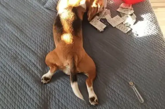 Собаки потеряшки, , фото: Потеряшка собака, Андреевский пер., Крым