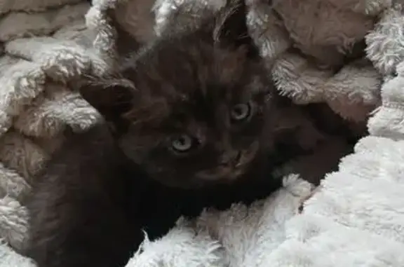 Найдена кошка, Нижневартовск, фото: Найдена кошка, ул. Гагарина 3, Нижневартовск