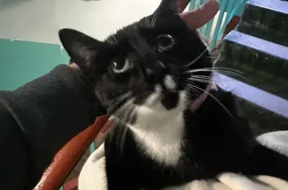 Найдена кошка на Полярный Круг, 11, Мурманск