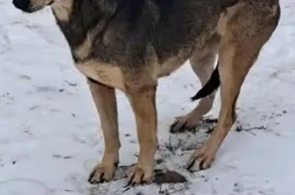 Пропала собака, ул. Землячки, 26, Волгоград