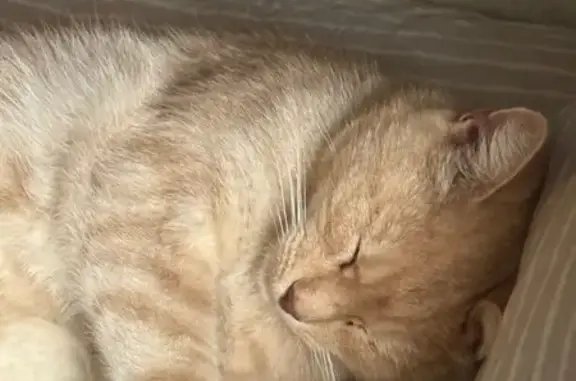 Кошка найдена у ресторана, Дохтурова 7