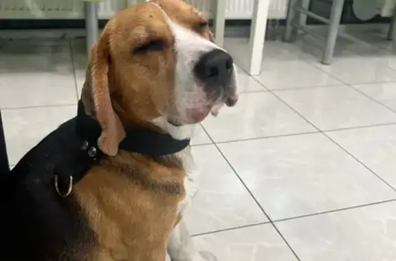 Найдена собака, Пикалёво, фото: Найдена собака, Пикалёво, А-114