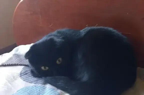 Кошка найдена: Западный Обход 65 к1, Крд