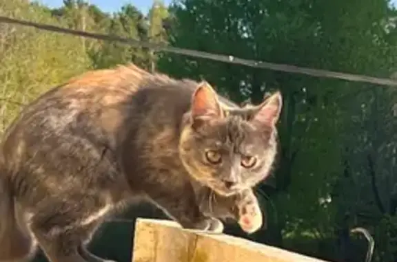 Пропала кошка, ул. Ползунова, 16А, Екб