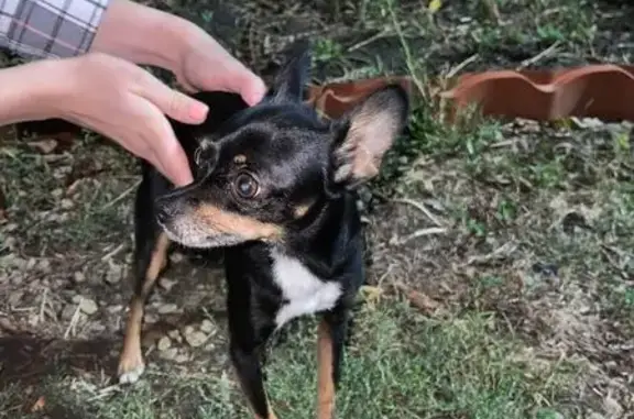 Потеряшка найден в Гулькевичи, ЦРБ кольцо