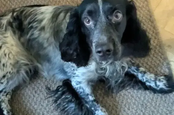 Собака найдена: Кольский пр., 171, Мурманск