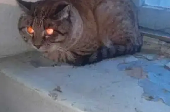 Найдена кошка, Путевая ул., 1, Хабаровск