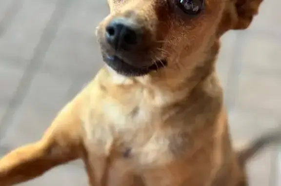 Пропала собака у ул. Российская, 16