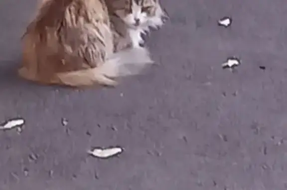 Трёхцветная кошка найдена на Комсомольском 5А