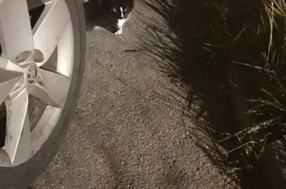 Котёнок найден на Бадаева 14, СПб