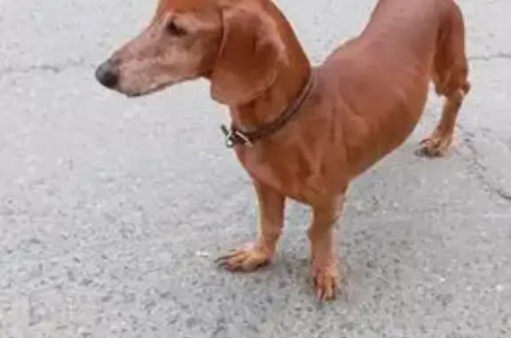 Такса найдена на Республике 171, Тюмень