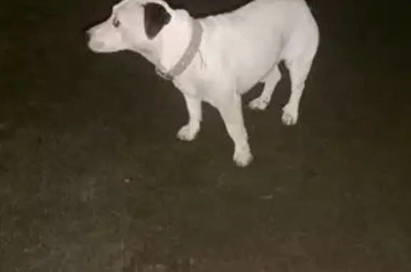 Найдена собака, Воронеж, фото: Найдена собака на ул. Тимирязева, Воронеж