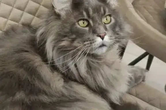 Кошки потеряшки, Московская область, фото: Потеряшка кот в ТСН Петровский парк, 46К-9140