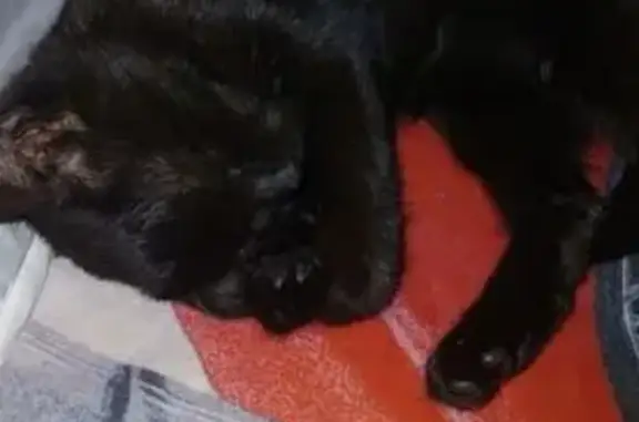 Найдена кошка, Воронеж, фото: Кошка найдена: ул. Грамши, 74, Воронеж