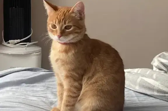 Кошки потеряшки, Жуковский, фото: Потеряшка рыжая кошка, Мясищева 4А, Жук.