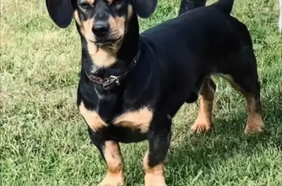 Пропала собака, Оранжерейная 8, Ярославль