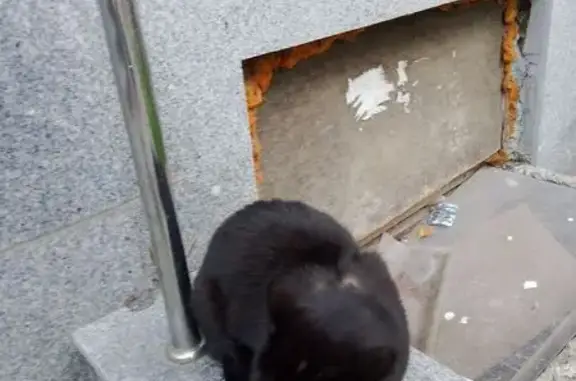 Кошка найдена: ул. Бардина, 29, Екатеринбург