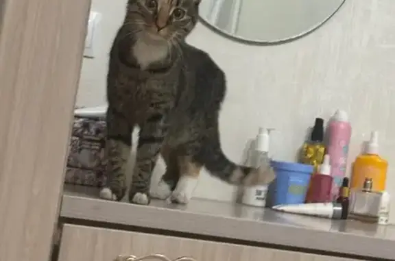 Найдена кошка, Ульяновск, фото: Кошка найдена на ул. Репина, Ульяновск