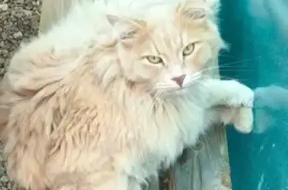 Кошки потеряшки, Марьино, фото: Потеряшка кот, Пятницкое шоссе, 2, Марьино