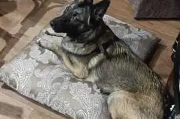 Пропала собака, ул. Рабочей Молодёжи, 55