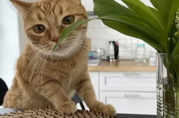 Кошки потеряшки, Рязанская область, фото: Потеряшка кошка, Дубровическое, Рязань