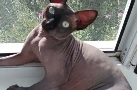 Пропала кошка Изюм, Пильна, Ниж. обл.