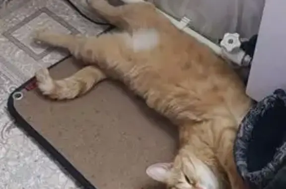 Кошки потеряшки, Уржум, фото: Потеряшка кошка, ул. Ёлкина, Уржум