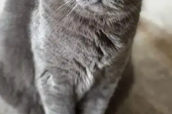 Кошки потеряшки, , фото: Потеряшка кошка, агрессивна, 7 Рыбхоз