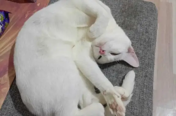 Белая кошка найдена: ул. Губина 11, Якутск