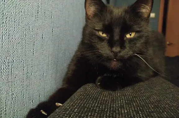 Кошки потеряшки, Санкт-Петербург, фото: Потеряшка кот, СПб, Заневский пр., 47