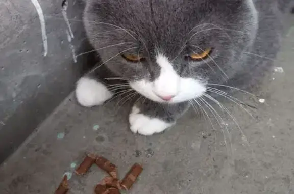 Найдена кошка, Челябинск, фото: Найдена кошка, Шенкурская ул., 11, Челябинск