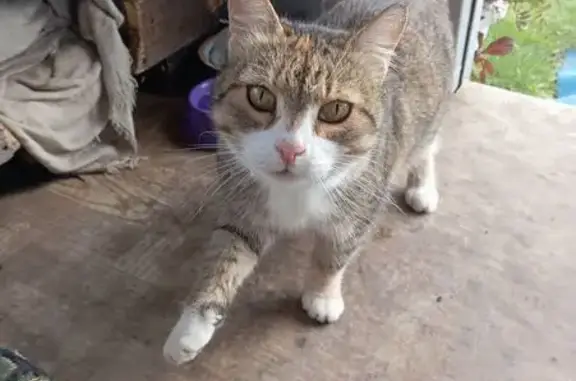 Кошка найдена в Шадрино, Алтайский край - photo