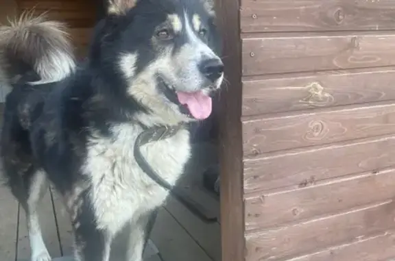 Найдена собака в СНТ Заря, Ногинск