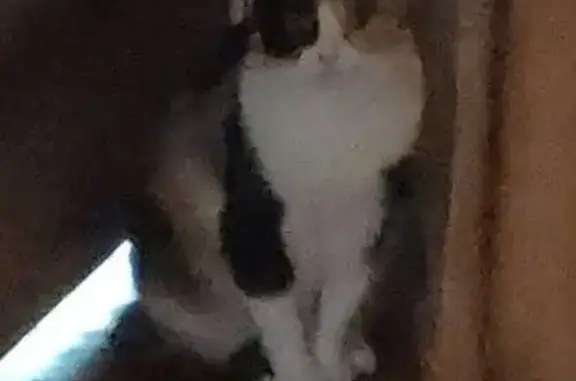 Кошки потеряшки, Ессентуки, фото: Потеряшка кошка, ул. Ломоносова 2А, Ессентуки