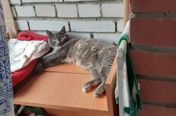 Кошки потеряшки, Томск, фото: Потеряшка кошка, ул. Мокрушина, 13А, Томск