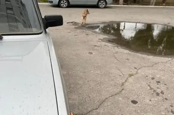 Собака найдена: ул. Мира, 15, Волжский