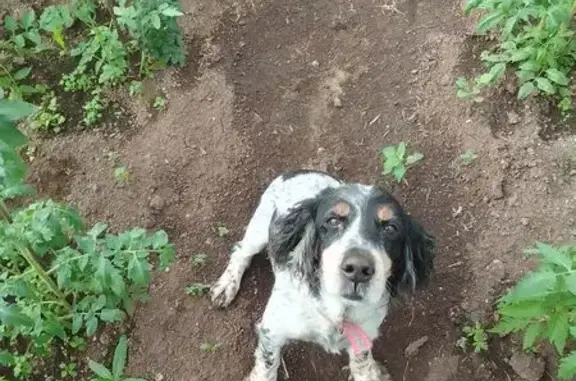 Собаки потеряшки, Серов, фото: Потеряшка собака, ул. Заславского 23, Серов